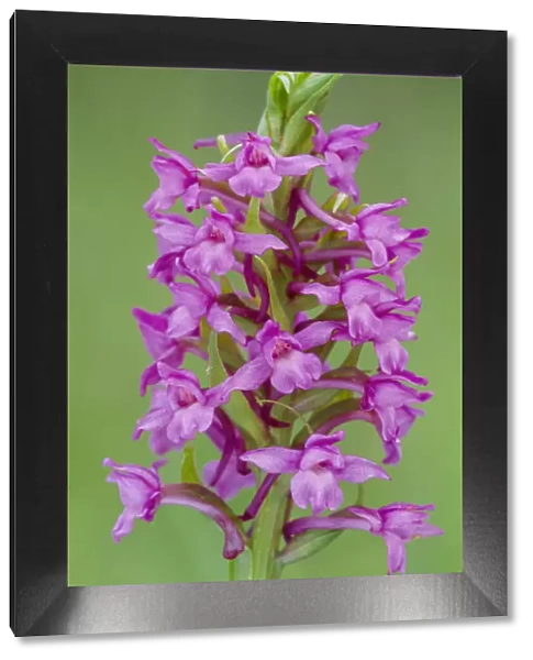 Fragrant Orchid (Gymnadenia conopsea) flowering, RSPB Insh Marshes, Cairngorms National Park, Scotland, UK. June