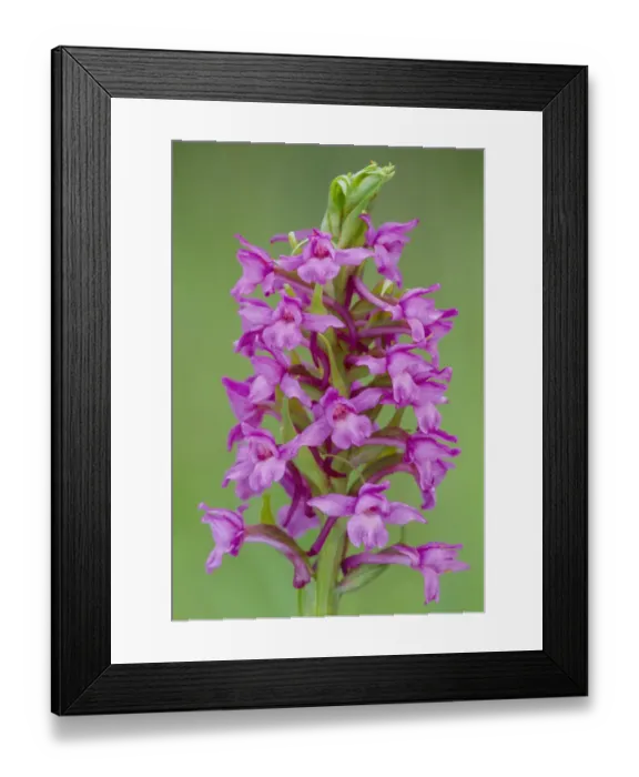 Framed Print : Fragrant Orchid (Gymnadenia conopsea) flowering, RSPB Insh Marshes, Cairngorms National Park, Scotland, UK. June Framed Print : Fragrant Orchid (Gymnadenia conopsea) flowering, RSPB Insh Marshes, Cairngorms National Park, Scotland, UK. June