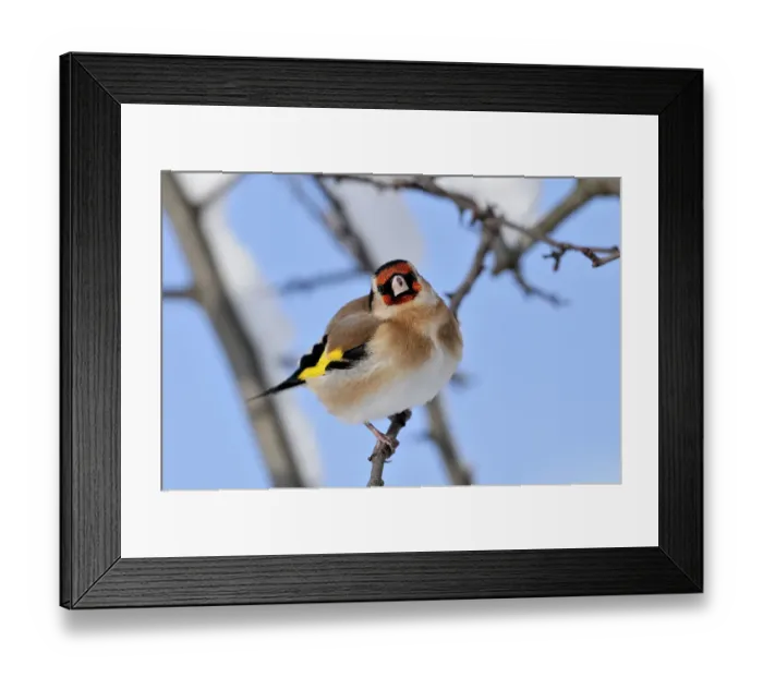 Framed Print : Goldfinch (Carduelis carduelis) perched on twig in garden hedge in winter, Scottish Borders, Scotland, December Framed Print : Goldfinch (Carduelis carduelis) perched on twig in garden hedge in winter, Scottish Borders, Scotland, December