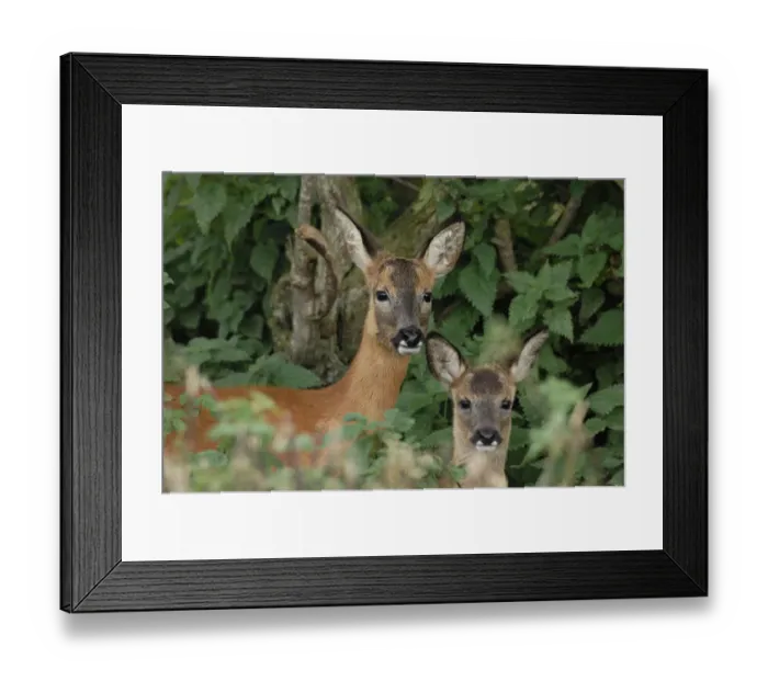 Framed Print : Roe deer (Capreolus capreolus) doe with fawn standing in hedgerow, Fife, Scotland, UK. September