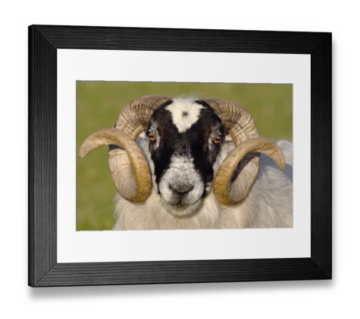 Framed Print : Black-faced sheep (Ovis domesticus) ram, head portrait, Isle of Islay, Hebrides, Scotland, UK. April Framed Print : Black-faced sheep (Ovis domesticus) ram, head portrait, Isle of Islay, Hebrides, Scotland, UK. April