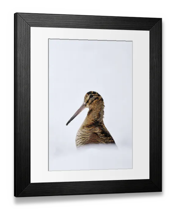 Framed Print : Woodcock (Scolopax rusticola) in snow, portrait, Berwickshire, Scotland, UK. January Framed Print : Woodcock (Scolopax rusticola) in snow, portrait, Berwickshire, Scotland, UK. January