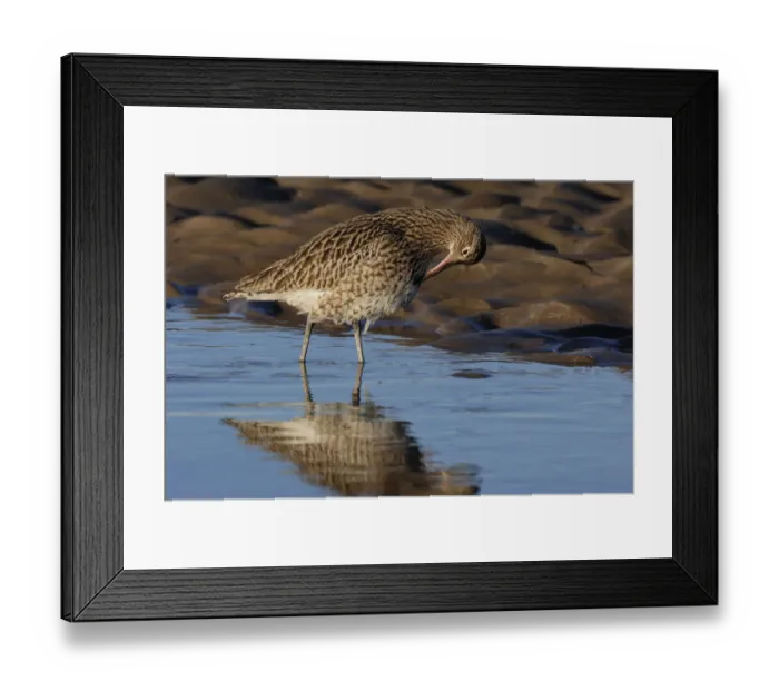 Framed Print : Curlew (Numenius arquata) preening on mudflat at low tide, Lindisfarne National Nature Reserve, Northumberland, England, UK. January Framed Print : Curlew (Numenius arquata) preening on mudflat at low tide, Lindisfarne National Nature Reserve, Northumberland, England, UK. January