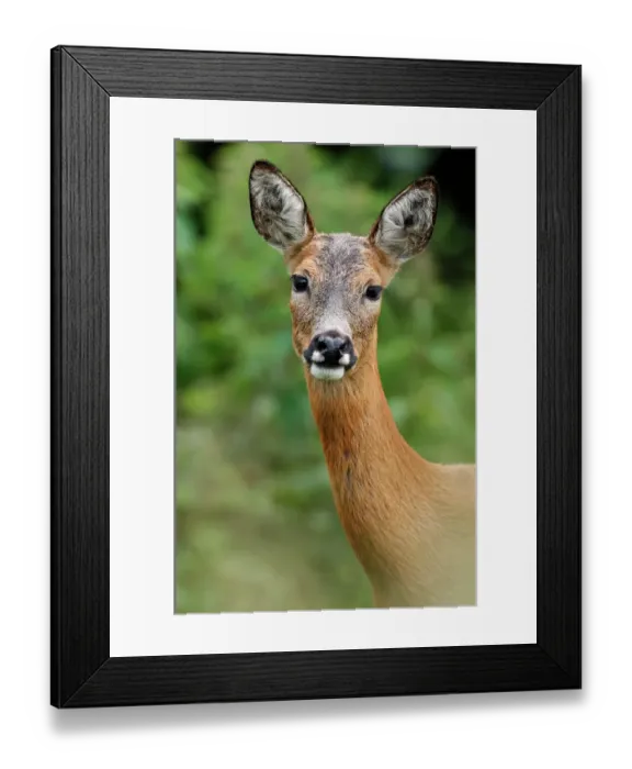 Framed Print : Roe deer (Capreolus capreolus) doe, head portrait, Fife, Scotland, UK. July. Captive Framed Print : Roe deer (Capreolus capreolus) doe, head portrait, Fife, Scotland, UK. July. Captive