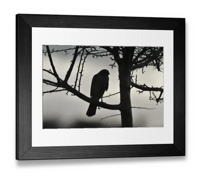Framed Print : Sparrowhawk (Accipiter nisus) silhouetted, perched in hedgerow in winter, Berwickshire, Scottish Borders, Scotland, UK. November Framed Print : Sparrowhawk (Accipiter nisus) silhouetted, perched in hedgerow in winter, Berwickshire, Scottish Borders, Scotland, UK. November