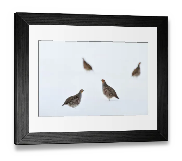 Framed Print : Four Grey partridges (Perdix perdix) on snow-covered arable field, Scottish Borders, Scotland, UK. January Framed Print : Four Grey partridges (Perdix perdix) on snow-covered arable field, Scottish Borders, Scotland, UK. January