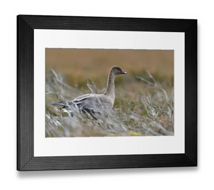 Framed Print : Pinkfooted goose (Anser brachyrhynchus) on burnt heather moorland, Berwickshire, Scottish Borders, Scotland, UK. October