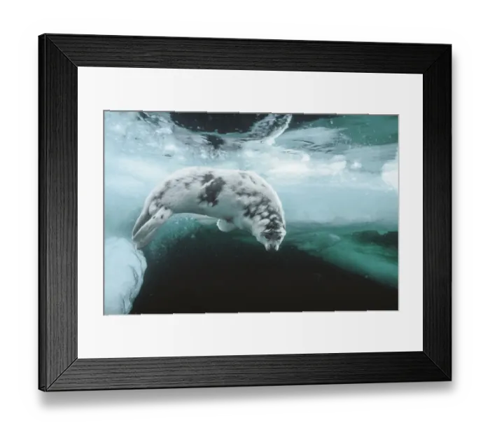 Framed Print : Harp seal (Pagophilus groenlandicus) pup about four weeks old, moulting, swimming under sea ice, Magdalen Islands, Gulf of St Lawrence, Canada Framed Print : Harp seal (Pagophilus groenlandicus) pup about four weeks old, moulting, swimming under sea ice, Magdalen Islands, Gulf of St Lawrence, Canada