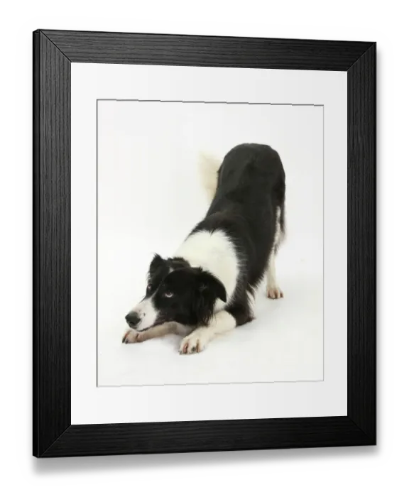 Framed Print : Border Collie bitch in play-bow