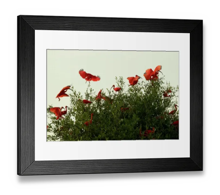 Framed Print : Scarlet Ibises (Eudocimus ruber) flying onto the top of a mangrove tree in the Orinoco River Delta, Venezuela Framed Print : Scarlet Ibises (Eudocimus ruber) flying onto the top of a mangrove tree in the Orinoco River Delta, Venezuela