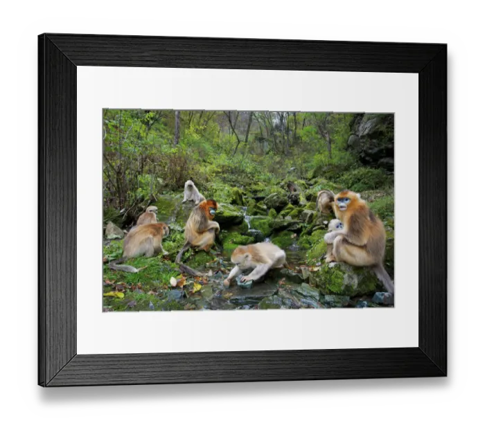 Framed Print : Quinling Golden snub nosed monkey (Rhinopitecus roxellana qinlingensis), family group foraging along a small creek in a gullly. Zhouzhi Nature Reserve, Qinling Mountains, Shaanxi, China Framed Print : Quinling Golden snub nosed monkey (Rhinopitecus roxellana qinlingensis), family group foraging along a small creek in a gullly. Zhouzhi Nature Reserve, Qinling Mountains, Shaanxi, China