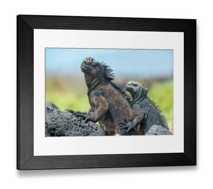 Framed Print : Marine iguanas (Amblyrhynchus cristatus) resting on rocks, Floreana Island, Galapagos Framed Print : Marine iguanas (Amblyrhynchus cristatus) resting on rocks, Floreana Island, Galapagos