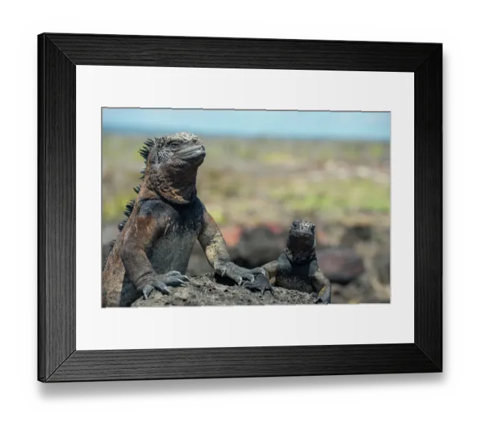 Framed Print : Marine iguana (Amblyrhynchus cristatus) basking in sun, Galapagos Framed Print : Marine iguana (Amblyrhynchus cristatus) basking in sun, Galapagos