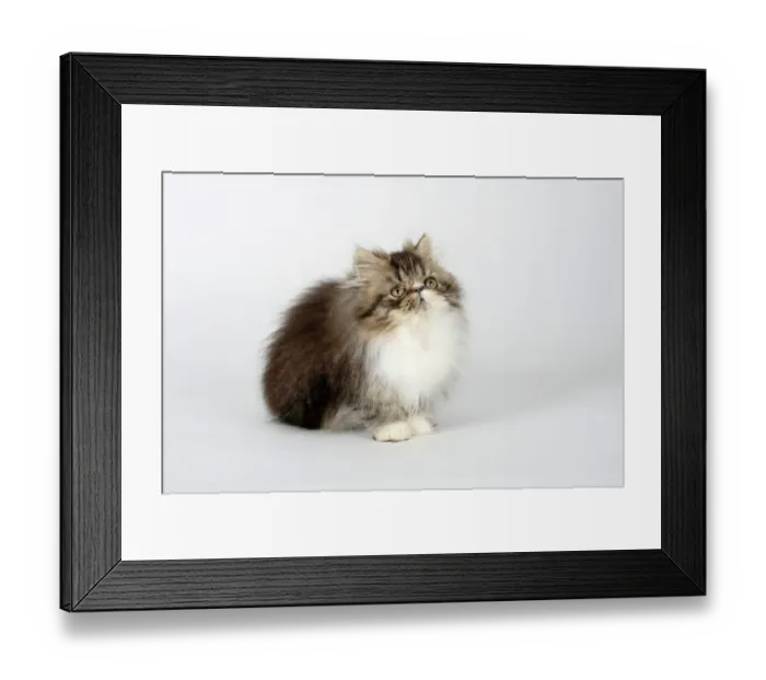 Framed Print : Persian Cat, kitten, 12 weeks, black-tabby-white Framed Print : Persian Cat, kitten, 12 weeks, black-tabby-white