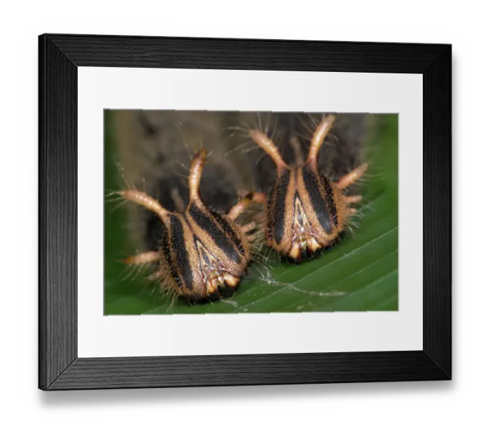 Framed Print : Owl Butterfly (Caligo memnon) caterpillar heads, Costa Rica Framed Print : Owl Butterfly (Caligo memnon) caterpillar heads, Costa Rica