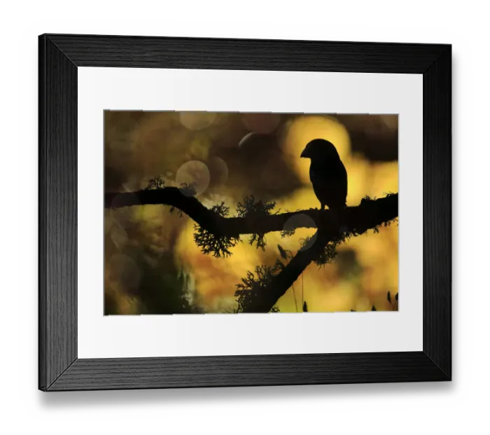 Framed Print : Hawfinch (Coccothraustes coccothraustes) silhouetted on a branch of Portuguese oak (Quercus faginea) covered with lichens, Sierra de Grazalema Natural Park, southern Spain. November Framed Print : Hawfinch (Coccothraustes coccothraustes) silhouetted on a branch of Portuguese oak (Quercus faginea) covered with lichens, Sierra de Grazalema Natural Park, southern Spain. November