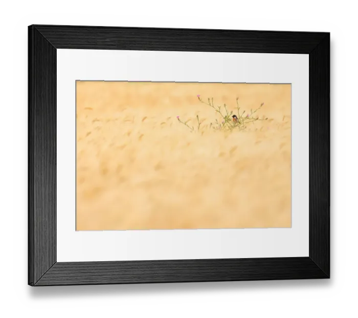 Framed Print : Common stonechat (Saxicola torquatus) perched in a wheat field, Arcos de la Frontera, southern Spain. May. Vogelwarte Photography Competition 2021 Finalist Framed Print : Common stonechat (Saxicola torquatus) perched in a wheat field, Arcos de la Frontera, southern Spain. May. Vogelwarte Photography Competition 2021 Finalist
