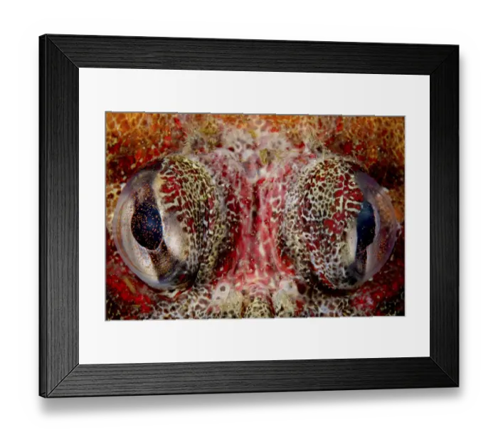 Framed Print : Eyes of Red Irish lord (Hemilepidotus hemilepidotus) in Browning Pass, Vancouver Island, British Columbia, Canada. North East Pacific Ocean. July Framed Print : Eyes of Red Irish lord (Hemilepidotus hemilepidotus) in Browning Pass, Vancouver Island, British Columbia, Canada. North East Pacific Ocean. July