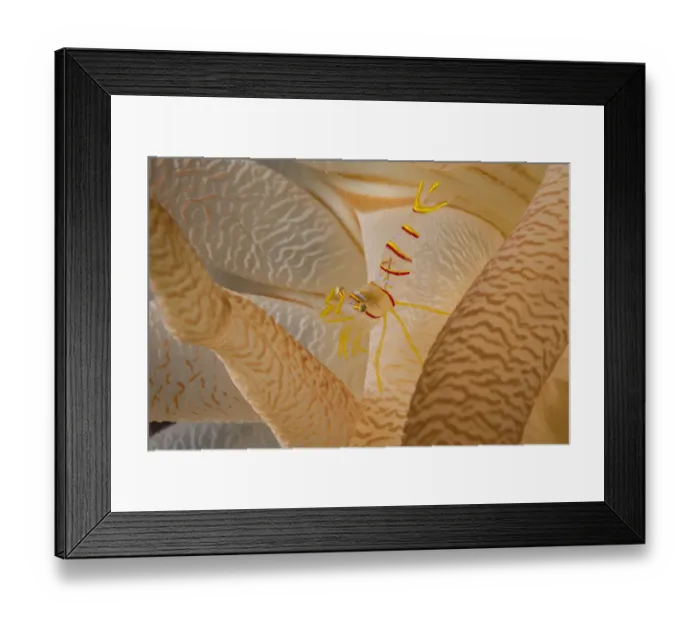 Framed Print : Candy stripe shrimp (Lebbeus grandimanus) sheltering beneath tentacles of its host, Crimson anemone (Cribrinopsis fernaldi). Browning Pass, British Columbia, Canada. North East Pacific Ocean. July
