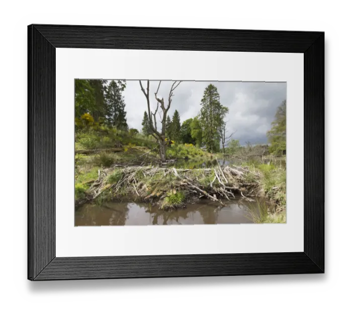 Framed Print : Beaver (Castor fiber) dam on river, Bamff Estate, Perthshire, Scotland, UK Framed Print : Beaver (Castor fiber) dam on river, Bamff Estate, Perthshire, Scotland, UK