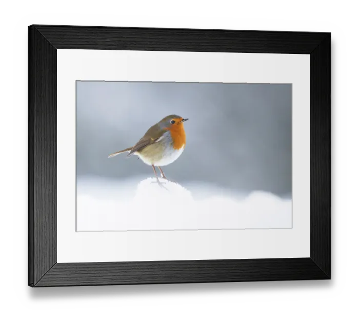 Framed Print : Robin (Erithacus rubecula) perched in winter snow, Cairngorms National Park, Scotland, UK. January Framed Print : Robin (Erithacus rubecula) perched in winter snow, Cairngorms National Park, Scotland, UK. January