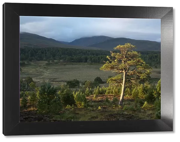 Scots pine (Pinus sylvestris) and regenerating trees, Abernethy Forest, Cairngorms National Park, Scotland, UK. September