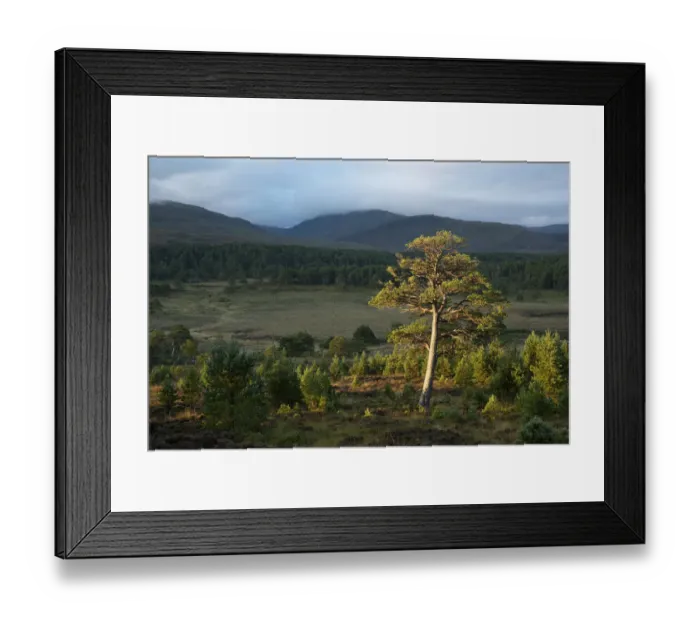 Framed Print : Scots pine (Pinus sylvestris) and regenerating trees, Abernethy Forest, Cairngorms National Park, Scotland, UK. September Framed Print : Scots pine (Pinus sylvestris) and regenerating trees, Abernethy Forest, Cairngorms National Park, Scotland, UK. September