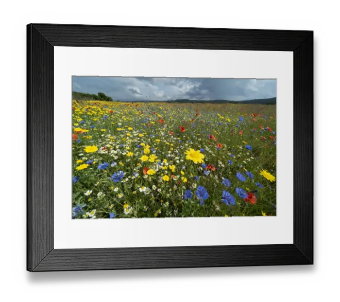 Framed Print : Colourful wildflowers growing in arable farmland in summer, Ballinlaggan, Scotland, UK. July Framed Print : Colourful wildflowers growing in arable farmland in summer, Ballinlaggan, Scotland, UK. July