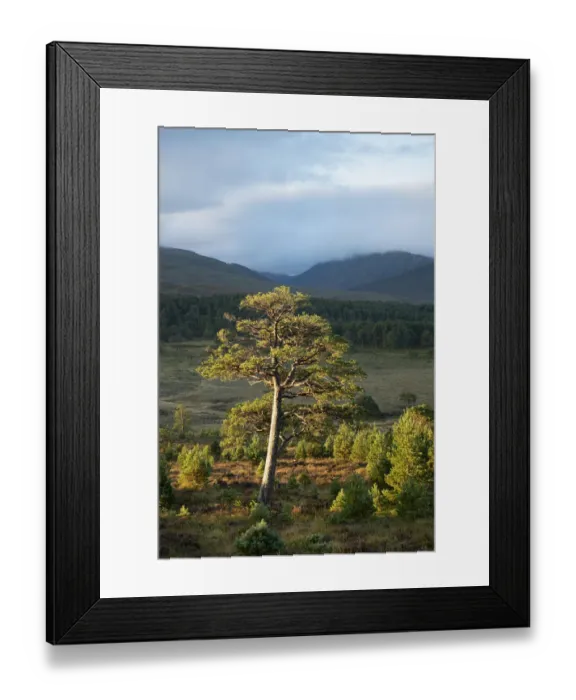 Framed Print : Scots pine (Pinus sylvestris) and regenerating trees, Abernethy, Cairngorms National Park, Scotland, UK. September Framed Print : Scots pine (Pinus sylvestris) and regenerating trees, Abernethy, Cairngorms National Park, Scotland, UK. September