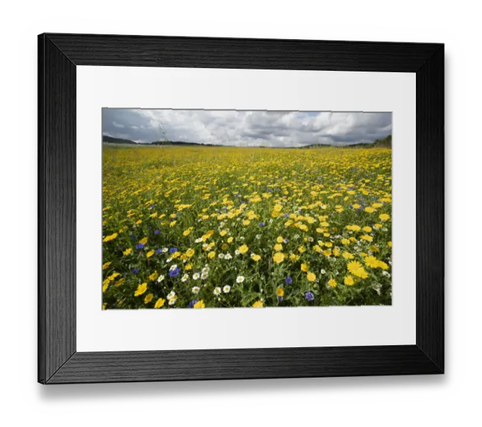 Framed Print : Corn marigolds (Glebionis segetum) growing on farmland to provide nectar source for insects, Scotland, UK. August Framed Print : Corn marigolds (Glebionis segetum) growing on farmland to provide nectar source for insects, Scotland, UK. August