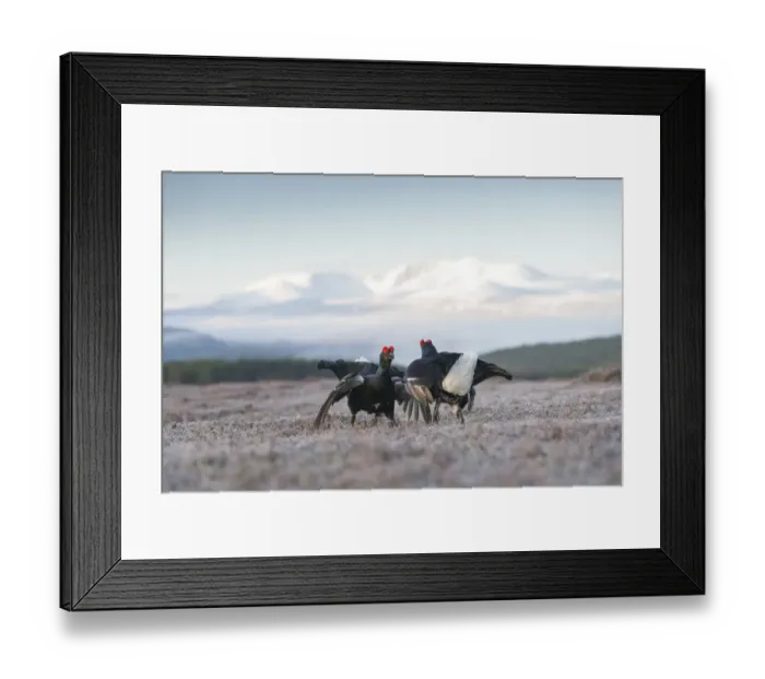 Framed Print : Two male Black grouse (Tetrao tetrix) fighting for territory on lek, Cairngorms National Park, Scotland, UK. May Framed Print : Two male Black grouse (Tetrao tetrix) fighting for territory on lek, Cairngorms National Park, Scotland, UK. May