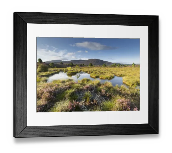 Framed Print : Small pool on bog moorland, Tulloch Moor, Cairngorms National Park, Scotland, UK. August, 2017 Framed Print : Small pool on bog moorland, Tulloch Moor, Cairngorms National Park, Scotland, UK. August, 2017