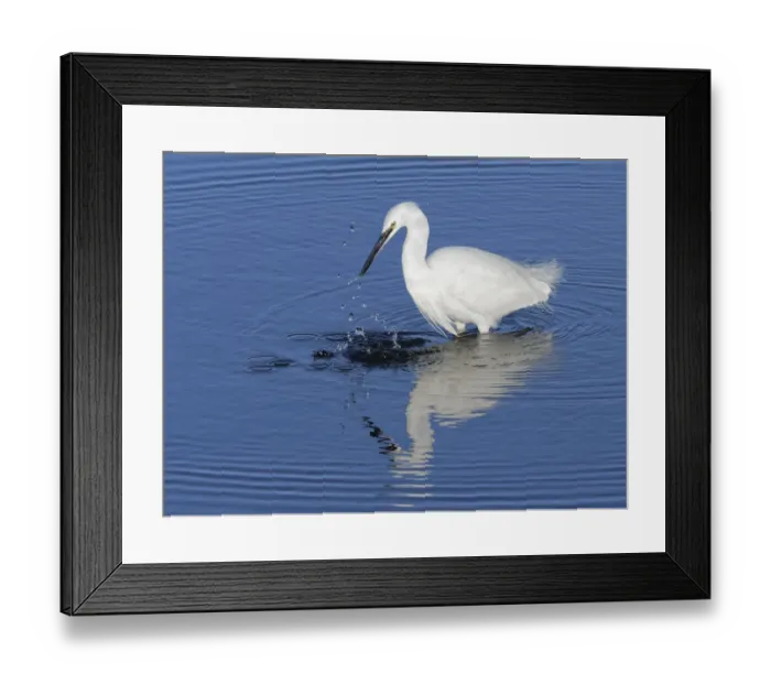 Framed Print : Little egret (Egretta garzetta) fishing in a flooded saltmarsh creek at high tide, Lymington and Keyhaven Marshes Nature Reserve, Hampshire, UK. December Framed Print : Little egret (Egretta garzetta) fishing in a flooded saltmarsh creek at high tide, Lymington and Keyhaven Marshes Nature Reserve, Hampshire, UK. December