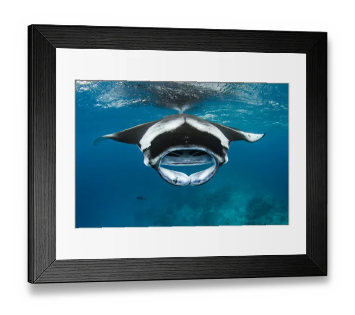 Framed Print : Manta ray (Mobula alfredi) with mouth open, feeding on plankton near the surface, Hanifaru Lagoon, Baa Atoll, Maldives, Indian Ocean Framed Print : Manta ray (Mobula alfredi) with mouth open, feeding on plankton near the surface, Hanifaru Lagoon, Baa Atoll, Maldives, Indian Ocean