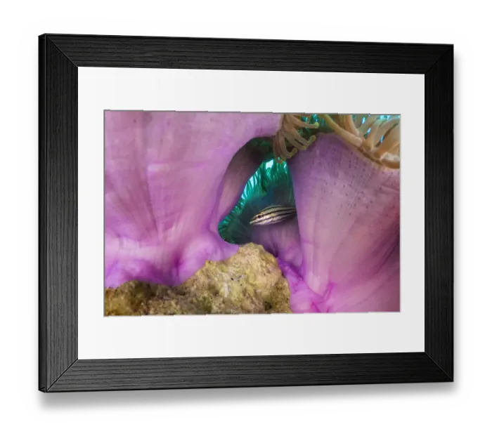 Framed Print : Striped cardinalfish (Apogon angustatus) sheltering beneath the stinging tentacles of a Magnificent sea anemone (Heteractis magnifica), Laamu Atoll, Maldives, Indian Ocean Framed Print : Striped cardinalfish (Apogon angustatus) sheltering beneath the stinging tentacles of a Magnificent sea anemone (Heteractis magnifica), Laamu Atoll, Maldives, Indian Ocean