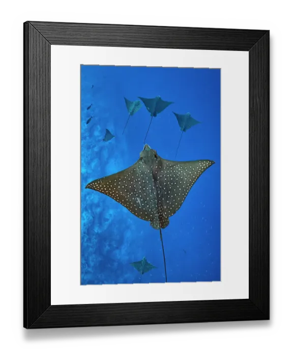 Framed Print : Group of Spotted eagle rays (Aetobatus narinari) swimming above the outer reef drop off, Laamu Atoll, Maldives, Indian Ocean