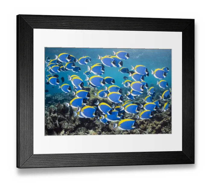 Framed Print : Powderblue surgeonfish (Acanthurus leucosternon) school swimming over a coral reef, Laamu Atoll, Maldives, Indian Ocean Framed Print : Powderblue surgeonfish (Acanthurus leucosternon) school swimming over a coral reef, Laamu Atoll, Maldives, Indian Ocean