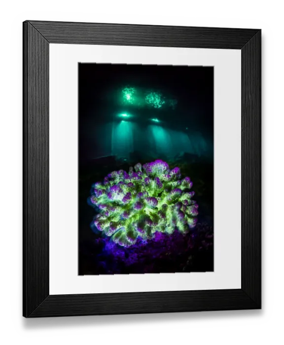 Framed Print : Fluorescent coral (Pocillopora sp. ) at night on a coral reef in blue light, with the lights from a resort jetty behind, Laamu Atoll, Maldives, Indian Ocean Framed Print : Fluorescent coral (Pocillopora sp. ) at night on a coral reef in blue light, with the lights from a resort jetty behind, Laamu Atoll, Maldives, Indian Ocean