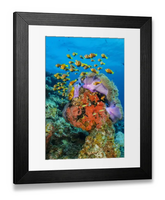 Framed Print : School of Maldives anemonefish (Amphiprion nigripes) congregating around a Magnificent sea anemone (Heteractis magnifica) on a coral reef, Laamu Atoll, Maldives, Indian Ocean Framed Print : School of Maldives anemonefish (Amphiprion nigripes) congregating around a Magnificent sea anemone (Heteractis magnifica) on a coral reef, Laamu Atoll, Maldives, Indian Ocean