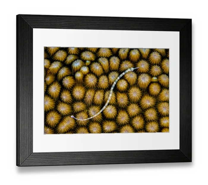 Framed Print : Reeftop pipefish (Corythoichthys haematopterus) swimming over hard coral (Diploastrea heliopora), Laamu Atoll, Maldives, Indian Ocean Framed Print : Reeftop pipefish (Corythoichthys haematopterus) swimming over hard coral (Diploastrea heliopora), Laamu Atoll, Maldives, Indian Ocean