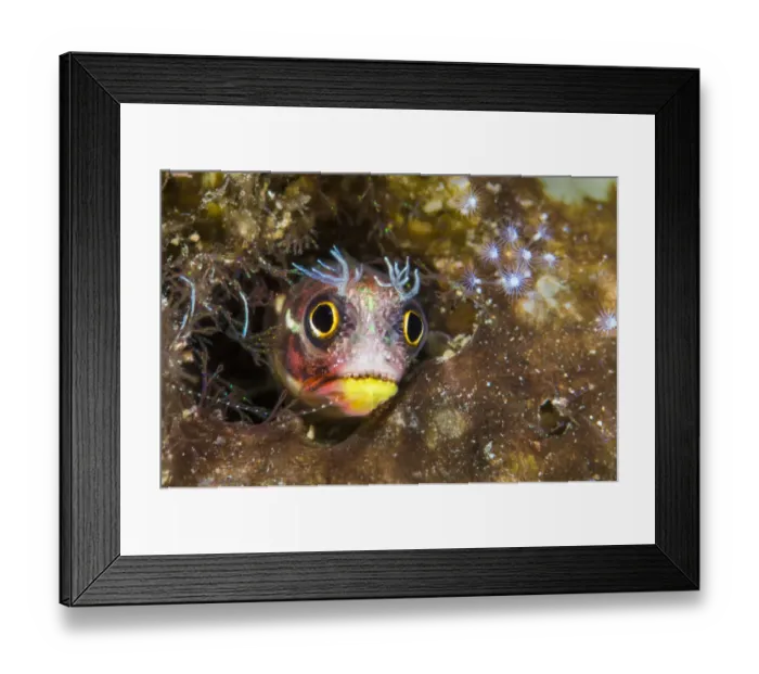 Framed Print : A tiny Revillagigedos barnacle-blenny (Acanthemblemaria mangognatha) peeking out from a crevice, Socorro Island, Baja California, Mexico, Pacific Ocean Framed Print : A tiny Revillagigedos barnacle-blenny (Acanthemblemaria mangognatha) peeking out from a crevice, Socorro Island, Baja California, Mexico, Pacific Ocean