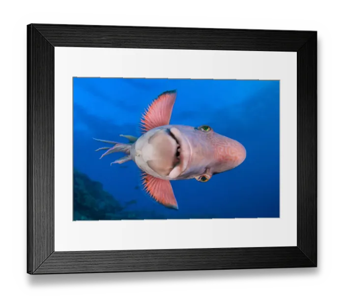 Framed Print : Mexican hogfish (Bodianus diplotaenia) swimming on its side, Socorro Island, Baja California, Mexico, Pacific Ocean Framed Print : Mexican hogfish (Bodianus diplotaenia) swimming on its side, Socorro Island, Baja California, Mexico, Pacific Ocean