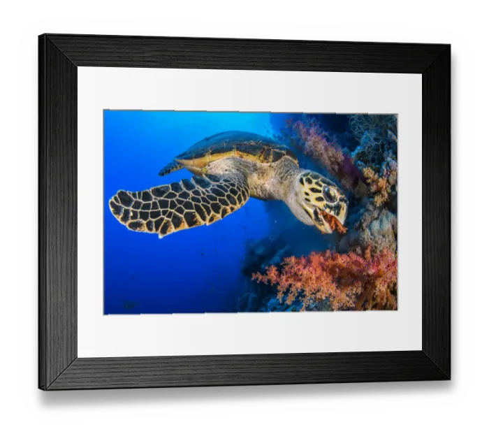 Framed Print : Hawksbill turtle (Eretmochelys imbricata) feeding on red soft coral (Dendronepthya sp. ) on a coral reef, Ras Mohammed National Park, Sinai, Egypt, Red Sea Framed Print : Hawksbill turtle (Eretmochelys imbricata) feeding on red soft coral (Dendronepthya sp. ) on a coral reef, Ras Mohammed National Park, Sinai, Egypt, Red Sea