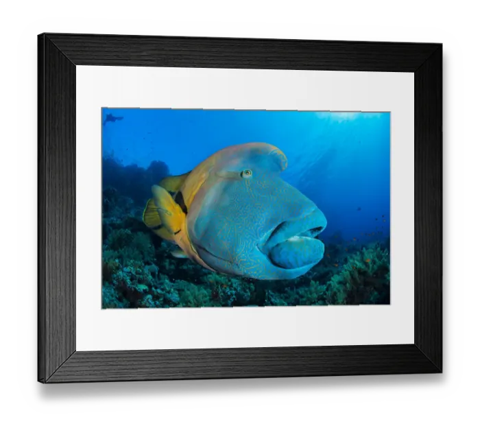 Framed Print : Napoleon wrasse (Cheilinus undulatus) swimming over a coral reef, Ras Mohammed National Park, Sinai, Egypt, Red Sea Framed Print : Napoleon wrasse (Cheilinus undulatus) swimming over a coral reef, Ras Mohammed National Park, Sinai, Egypt, Red Sea
