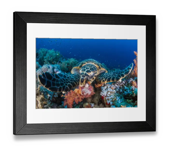 Framed Print : Hawksbill turtle (Eretmochelys imbricata) feeding on red soft corals (Dendronephthya sp. ) on a reef, Jackson Reef, Sinai, Egypt, Red Sea Framed Print : Hawksbill turtle (Eretmochelys imbricata) feeding on red soft corals (Dendronephthya sp. ) on a reef, Jackson Reef, Sinai, Egypt, Red Sea