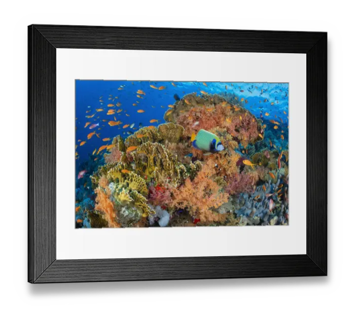 Framed Print : Emperor angelfish (Pomacanthus imperator) swimming in front of Fire corals (Millepora dichotoma) and soft corals (Dendronephthya sp. ) and (Scleronephthya sp) with Scalefin anthias (Pseudanthias squamipinnis)