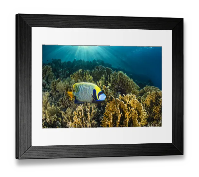 Framed Print : Male Emperor angelfish (Pomacanthus imperator) swimming over garden of Fire corals (Millepora sp. ) in morning sunshine, Ras Mohammed National Park, Sinai, Egypt, Red Sea Framed Print : Male Emperor angelfish (Pomacanthus imperator) swimming over garden of Fire corals (Millepora sp. ) in morning sunshine, Ras Mohammed National Park, Sinai, Egypt, Red Sea