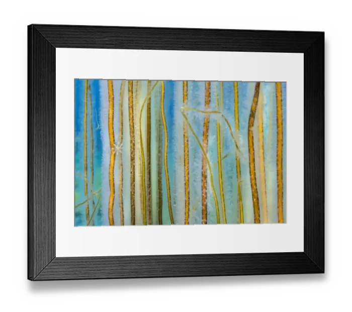 Framed Print : Dense growth of Bootlace seaweed (Chorda filum) in shallow water, with a Stalked jellyfish (Calvadosia sp). clinging on between strands, Kimmeridge, Dorset, England, UK, English Channel. July Framed Print : Dense growth of Bootlace seaweed (Chorda filum) in shallow water, with a Stalked jellyfish (Calvadosia sp). clinging on between strands, Kimmeridge, Dorset, England, UK, English Channel. July