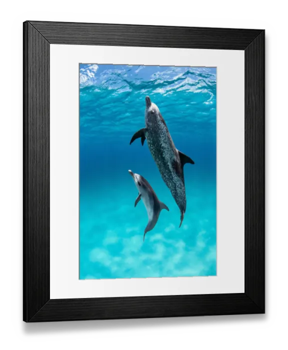 Framed Print : Atlantic spotted dolphin (Stenella frontalis) with juvenile swimming towards surface over a shallow sand bank, Little Bahama Bank, Bahamas, Atlantic Ocean Framed Print : Atlantic spotted dolphin (Stenella frontalis) with juvenile swimming towards surface over a shallow sand bank, Little Bahama Bank, Bahamas, Atlantic Ocean