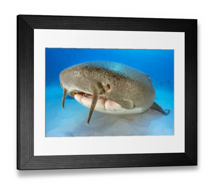 Framed Print : Nurse shark (Ginglymostoma cirratum) resting on the sand in shallow water with barbels clearly visible on top lip, head portrait, The Bahamas National Shark Sanctuary, South Bimini, Bahamas, Atlantic Ocean Framed Print : Nurse shark (Ginglymostoma cirratum) resting on the sand in shallow water with barbels clearly visible on top lip, head portrait, The Bahamas National Shark Sanctuary, South Bimini, Bahamas, Atlantic Ocean